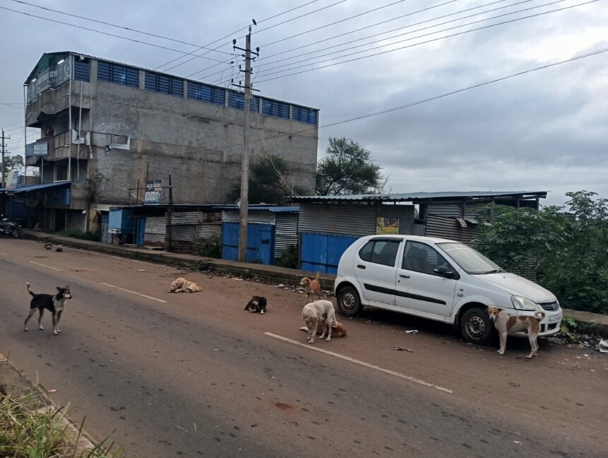 ಬೀದಿ ನಾಯಿಗಳ ಹಾವಳಿಗೆ ಬೆಚ್ಚಿಬಿದ್ದ ನೇಸರಗಿ ಜನತೆ