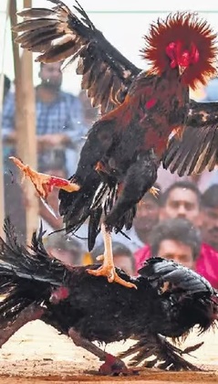 ಹೈಕೋರ್ಟ್ ನಿರ್ದೇಶನಕ್ಕೆ ವಿರುದ್ಧ ಉತ್ಸವ; ಕೋಳಿ ಕಾಳಗದಲ್ಲಿ 2,000 ಕೋಟಿಗೂ ಅಧಿಕ ಬೆಟ್ಟಿಂಗ್!