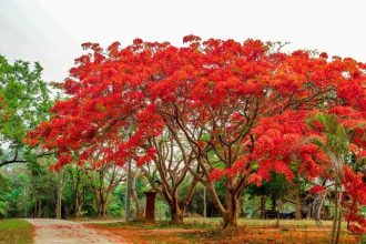 ಮೇ ತಿಂಗಳ ಮೆರುಗಿಗೆ ಗುಲ್ ಮೊಹರ್ ಸೊಬಗು..!