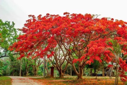 ಮೇ ತಿಂಗಳ ಮೆರುಗಿಗೆ ಗುಲ್ ಮೊಹರ್ ಸೊಬಗು..!