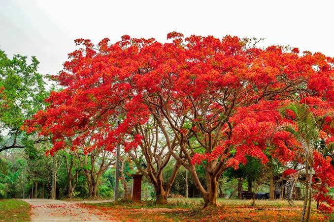 ಮೇ ತಿಂಗಳ ಮೆರುಗಿಗೆ ಗುಲ್ ಮೊಹರ್ ಸೊಬಗು..!