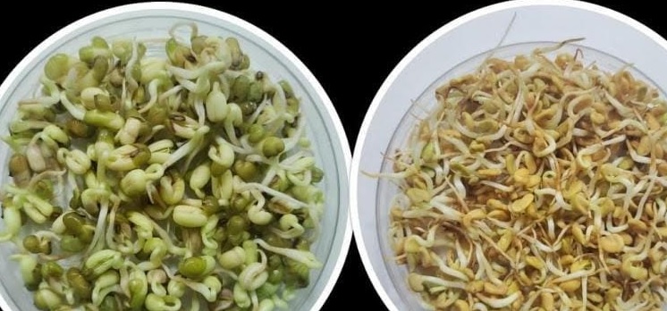 ಶುಭಾಂಶು ಶುಕ್ಲಾ ಜತೆ ಬಾಹ್ಯಾಕಾಶ ನಿಲ್ದಾಣಕ್ಕೆ ಹೋಗಿವೆ ಧಾರವಾಡ ಕೃಷಿ ವಿ ವಿ ಯಿಂದ ಮೆಂತ್ಯ, ಹಸಿರುಕಾಳು 