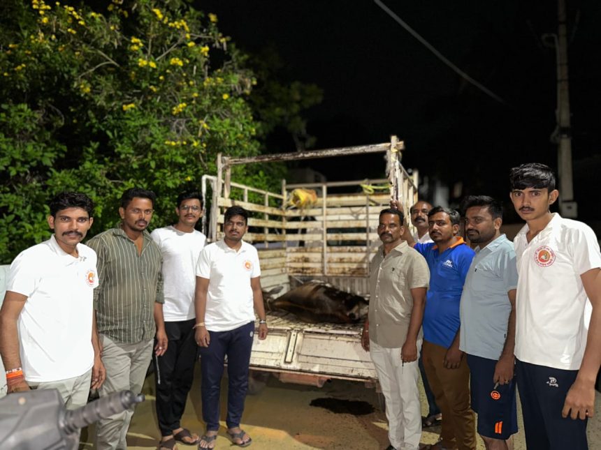 ಆಕಳು ಕರುಗೆ ಗಂಭೀರ ಗಾಯ : ಅರ್ಧ ರಾತ್ರಿಯಲ್ಲಿ ಚಿಕಿತ್ಸೆ ನೀಡಿ ಮಾನವೀಯತೆ ಮೆರೆದ ಗೋ ರಕ್ಷಣಾ ಸಮಿತಿ