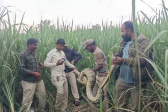  ಬೃಹತ್ ಗಾತ್ರದ ಹೆಬ್ಬಾವು ಕಬ್ಬಿನ ಗದ್ದೆಯಲ್ಲಿ