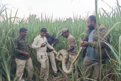  ಬೃಹತ್ ಗಾತ್ರದ ಹೆಬ್ಬಾವು ಕಬ್ಬಿನ ಗದ್ದೆಯಲ್ಲಿ