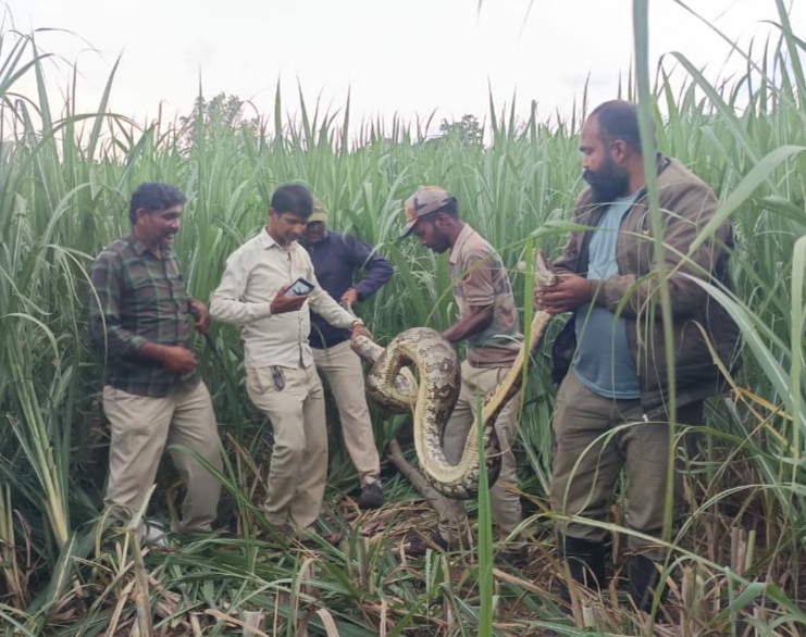  ಬೃಹತ್ ಗಾತ್ರದ ಹೆಬ್ಬಾವು ಕಬ್ಬಿನ ಗದ್ದೆಯಲ್ಲಿ