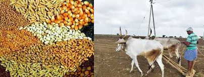ರೈತ ಸಂಪರ್ಕ ಕೇಂದ್ರಗಳಲ್ಲಿ ಬಿತ್ತನೆ ಬೀಜ ವಿತರಣೆ