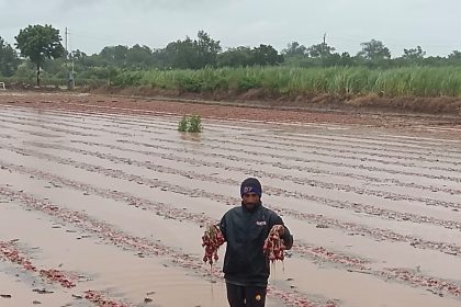 ಎಡೆಬಿಡದೆ ಸುರಿದ ಮಳೆ : ಸಾವಿರಾರು ಕ್ವಿಂಟಲ್ ಉಳ್ಳಾಗಡ್ಡಿ ನಾಶ