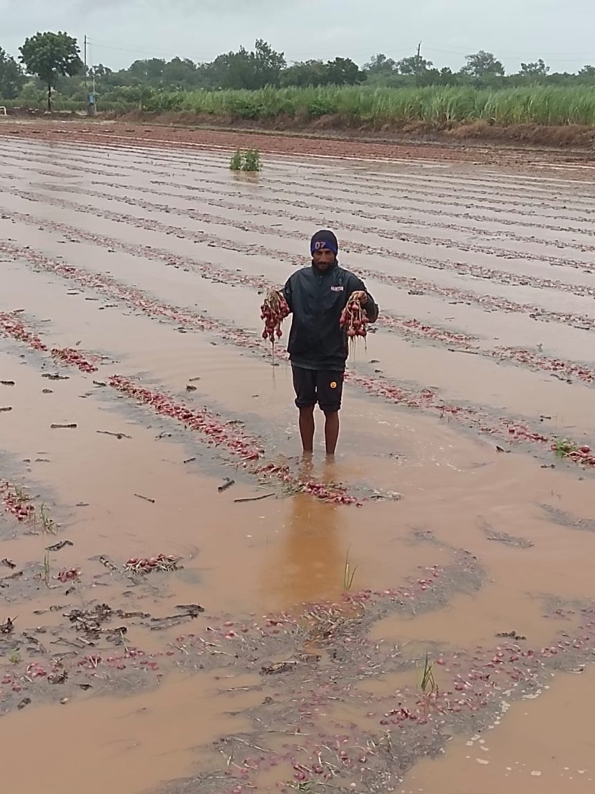 ಎಡೆಬಿಡದೆ ಸುರಿದ ಮಳೆ : ಸಾವಿರಾರು ಕ್ವಿಂಟಲ್ ಉಳ್ಳಾಗಡ್ಡಿ ನಾಶ