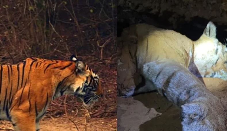 ಮಾದಪ್ಪನ ಬೆಟ್ಟದ ತಪ್ಪಲಲ್ಲಿ ಹುಲಿಯ ಕಳೇಬರ ಮತ್ತೇ ಪತ್ತೆ