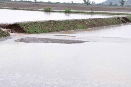 ನಿರಂತರ ಮಳೆ- ಕೊಳೆಯುತ್ತಿರುವ ಬೆಳೆ – ಮತ್ತೆ ಸಂಕಷ್ಟದಲ್ಲಿ ರೈತ
