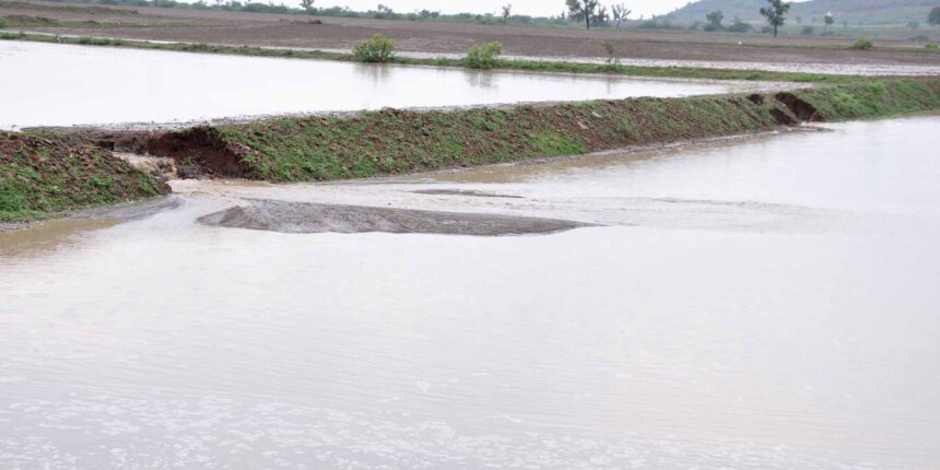 ನಿರಂತರ ಮಳೆ- ಕೊಳೆಯುತ್ತಿರುವ ಬೆಳೆ – ಮತ್ತೆ ಸಂಕಷ್ಟದಲ್ಲಿ ರೈತ