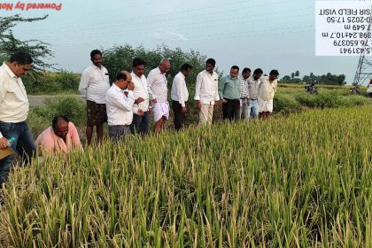 ಭತ್ತದ ಬೆಳೆಯಲ್ಲಿ ದುಂಡಾಣು ಎಲೆ ಚುಕ್ಕಿ ರೋಗ ನಿರ್ವಹಣೆಗೆ ಮುಂಜಾಗ್ರತಾ ಕ್ರಮವಹಿಸಲು ಸಲಹೆ