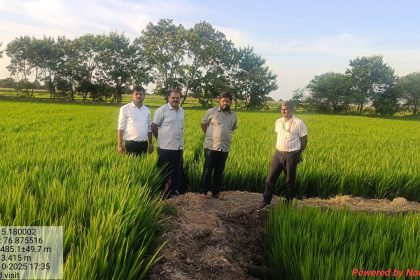 ಭತ್ತದ ಬೆಳೆಯಲ್ಲಿ ದುಂಡಾಣು ಮಚ್ಚೆ ರೋಗ ನಿರ್ವಹಣೆಗೆ ಮುಂಜಾಗ್ರತಾ ಕ್ರಮವಹಿಸಲು ಕೃಷಿ ಉಪನಿರ್ದೇಶಕ ಎಸ್.ಎನ್.ಮಂಜುನಾಥ ಸಲಹೆ