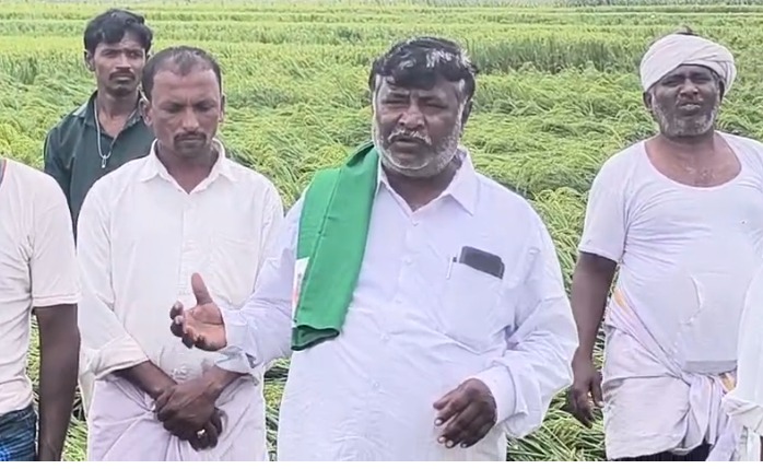 ಧರಾಶಾಹಿಯಾದ ಭತ್ತ: ಪರಿಹಾರಕ್ಕೆ ಸಂಪತ್ ಕುಮಾರಗೌಡ ಮನವಿ