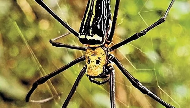 ಗದಗ ಅರಣ್ಯದಲ್ಲಿ ನೆಫಿಲಾ ಜಾತಿಯ ದೈತ್ಯ ಜೇಡ ಪತ್ತೆ