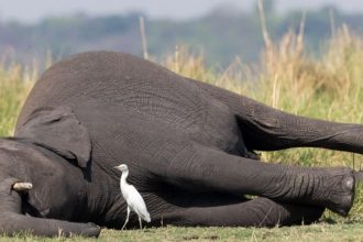 ಬೆಳಗಾವಿಯ ಸುಳೆಗಾಳಿ ಗ್ರಾಮದಲ್ಲಿ ವಿದ್ಯುತ್ ತಂತಿ ಸ್ಪರ್ಶಿಸಿ 2 ಕಾಡಾನೆಗಳು ಮೃತ