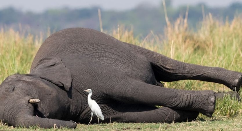 ಬೆಳಗಾವಿಯ ಸುಳೆಗಾಳಿ ಗ್ರಾಮದಲ್ಲಿ ವಿದ್ಯುತ್ ತಂತಿ ಸ್ಪರ್ಶಿಸಿ 2 ಕಾಡಾನೆಗಳು ಮೃತ