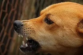 ದಾಂಡೇಲಿಯಲ್ಲಿ 3 ದಿನಗಳಲ್ಲಿ 12 ಕ್ಕೂ ಹೆಚ್ಚು ಜನರ ಮೇಲೆ ಬೀದಿ ನಾಯಿ ದಾಳಿ