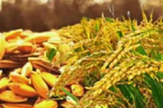 ಮೆಕ್ಕೆಜೋಳ ಹಾಗೂ ಭತ್ತಕ್ಕೆ ಬೆಂಬಲ ನೀಡಲು ಆಗ್ರಹಿಸಿ ಬಿಜೆಪಿ ಬೃಹತ್‌ ಹೋರಾಟಕ್ಕೆ ಅಣಿ