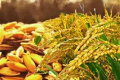 ಮೆಕ್ಕೆಜೋಳ ಹಾಗೂ ಭತ್ತಕ್ಕೆ ಬೆಂಬಲ ನೀಡಲು ಆಗ್ರಹಿಸಿ ಬಿಜೆಪಿ ಬೃಹತ್‌ ಹೋರಾಟಕ್ಕೆ ಅಣಿ