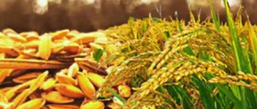 ಮೆಕ್ಕೆಜೋಳ ಹಾಗೂ ಭತ್ತಕ್ಕೆ ಬೆಂಬಲ ನೀಡಲು ಆಗ್ರಹಿಸಿ ಬಿಜೆಪಿ ಬೃಹತ್‌ ಹೋರಾಟಕ್ಕೆ ಅಣಿ