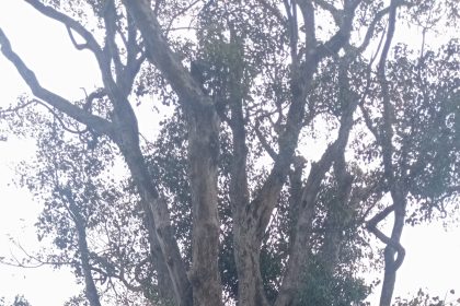 ಊರ ಮುಂದಿನ ಅರಳಿ ಮರ