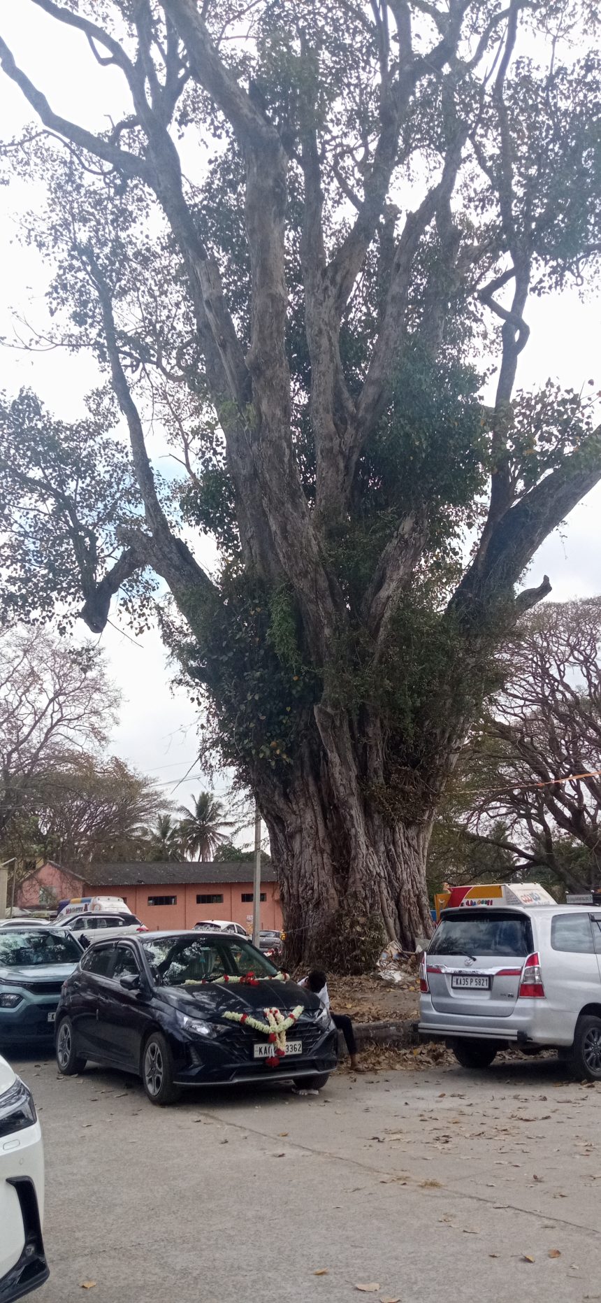 ಊರ ಮುಂದಿನ ಅರಳಿ ಮರ