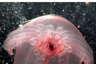 ಹೊಸ ಆವಿಷ್ಕಾರಗಳ ಹೊಸ್ತಿಲಲ್ಲಿ ನೂತನ ವರ್ಷ