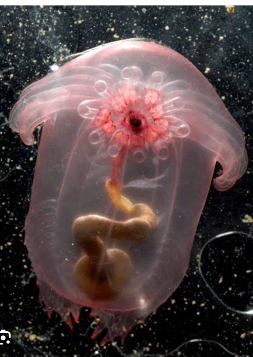 ಹೊಸ ಆವಿಷ್ಕಾರಗಳ ಹೊಸ್ತಿಲಲ್ಲಿ ನೂತನ ವರ್ಷ