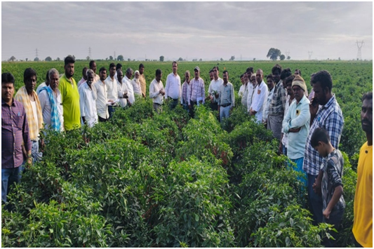 ಮೆಣಸಿನಕಾಯಿ ಬೆಳೆಯ ಹೋಬಳಿ ಮಟ್ಟದ ಕ್ಷೇತ್ರೋತ್ಸವ ಹಾಗೂ ತಾಂತ್ರಿಕ ಅಧಿವೇಶನ ಯಶಸ್ವಿ