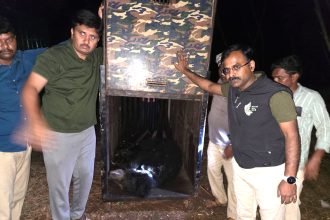 ಮೂರು ಕರಡಿಗಳ ಯಶಸ್ವಿ ಸೆರೆ