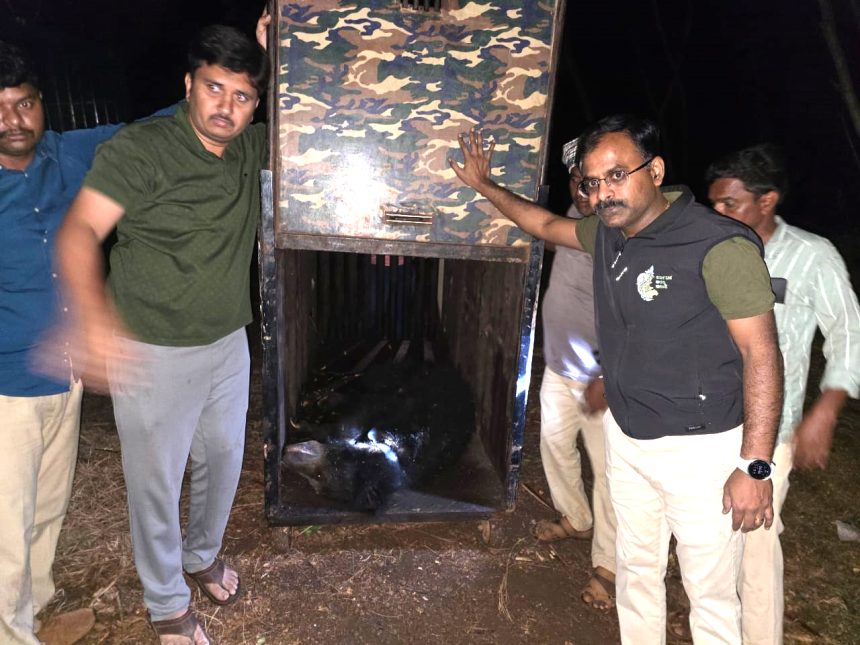 ಮೂರು ಕರಡಿಗಳ ಯಶಸ್ವಿ ಸೆರೆ ಮೂರು ಕರಡಿಗಳ ಯಶಸ್ವಿ ಸೆರೆ